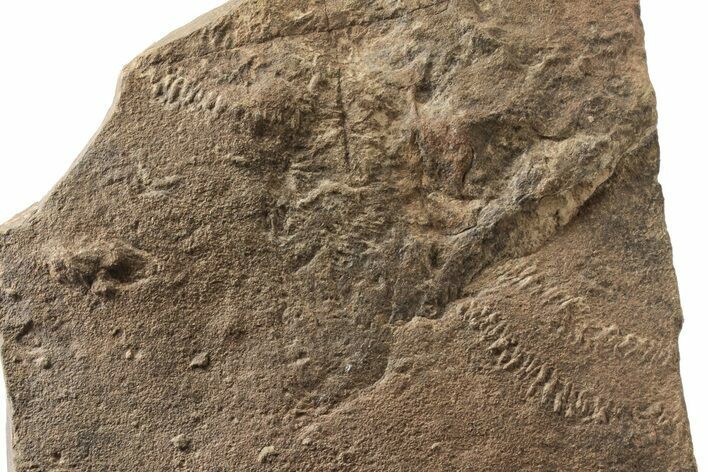 Cruziana (Fossil Trilobite Trackway) - Morocco #253161